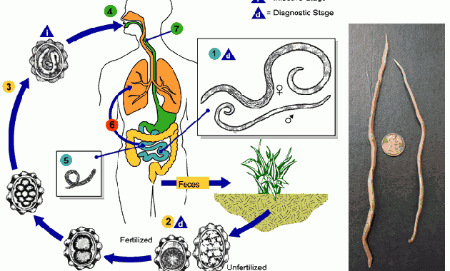 Les parasites intestinaux de l homme. Helminthe, Platyhelminthes, Némathelminthe, Cestoda