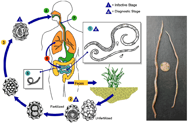 vermi - parassiti intestinali - parassitosi- consigli e rimedi naturali
