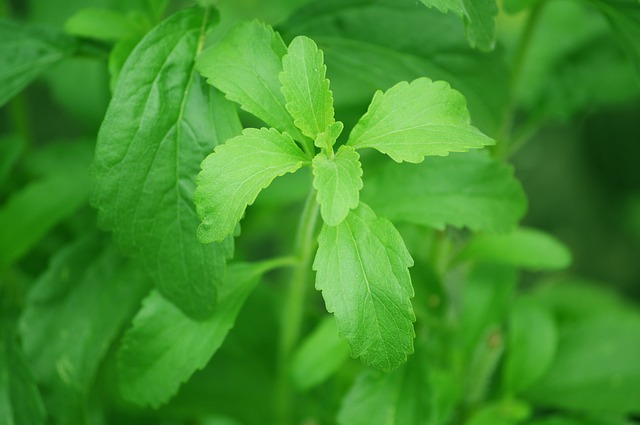 la stevia è un dolcificante naturale senza calorie